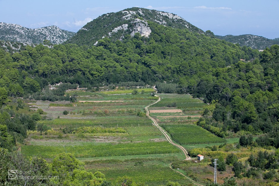 Vinogradi u zelenim poljima otoka Lastova